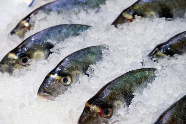 Атомные технологии помогут доставлять замороженную рыбу с Дальнего Востока